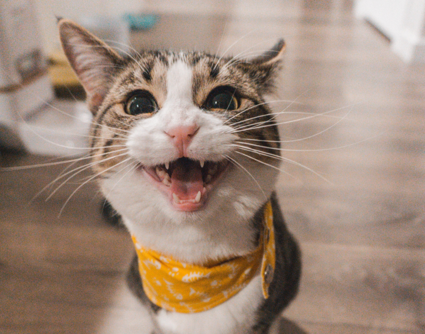 Tofu para Gatos